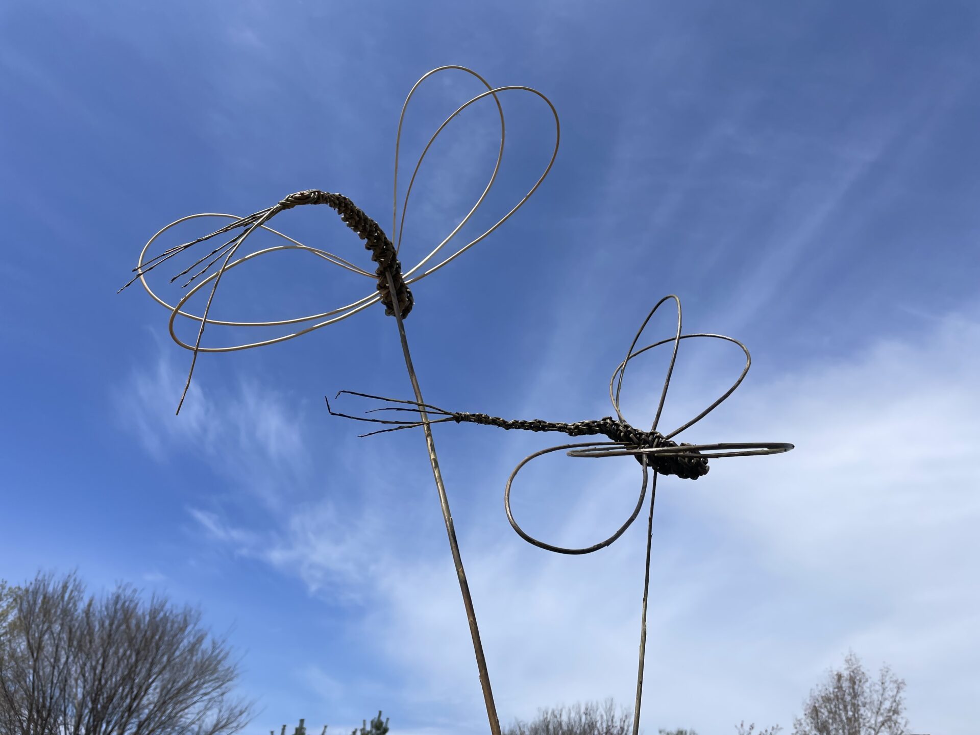 willow dragonfly